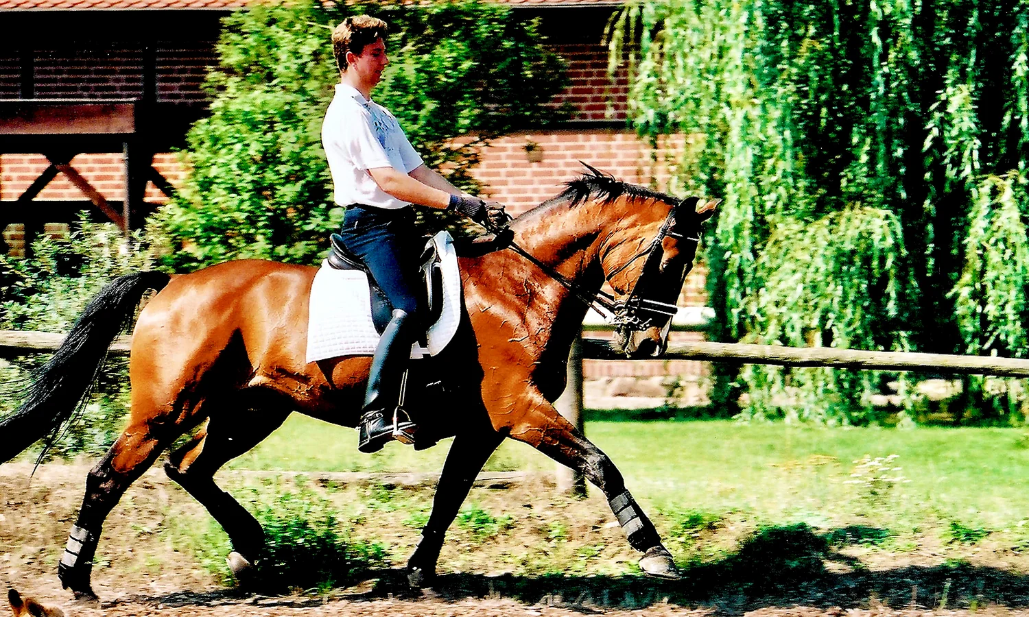 Dressurarbeit mit einem braunen Pferd in Seitenansicht